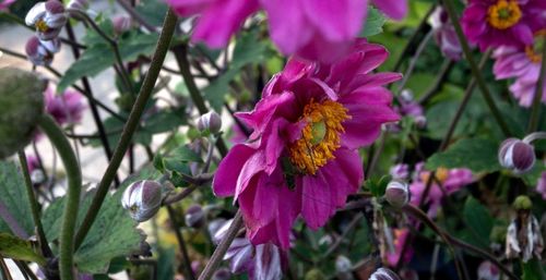 Close-up of fresh purple flowers blooming outdoors