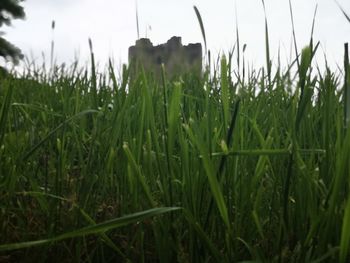 Close-up of crops growing on field against sky