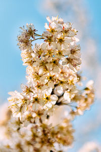 Low angle view of cherry blossoms against sky