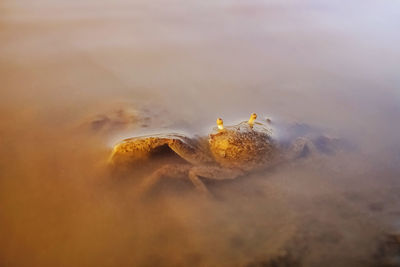 Crab in water.