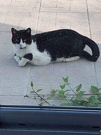 High angle view of cat resting