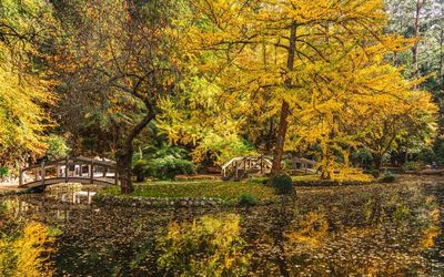 Trees growing in park during autumn