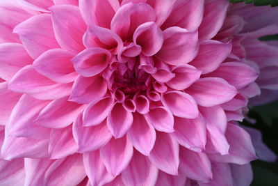 Close-up of pink dahlia