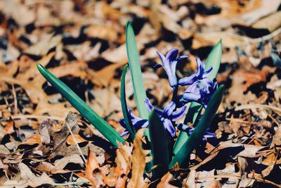 Close up of blue leaves