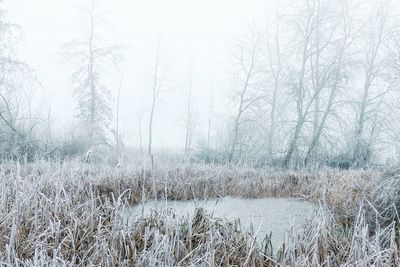 Bare trees on snow covered land