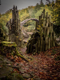 View of old ruin in forest