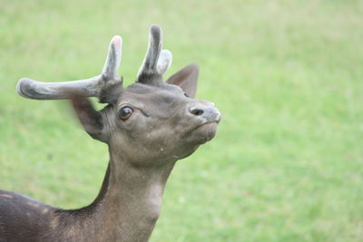 Close-up of deer