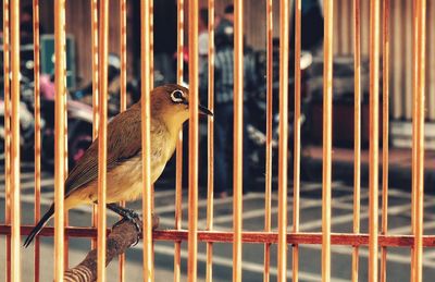 Close-up of bird perching in cage