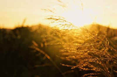 A heart beating sunset in nature.