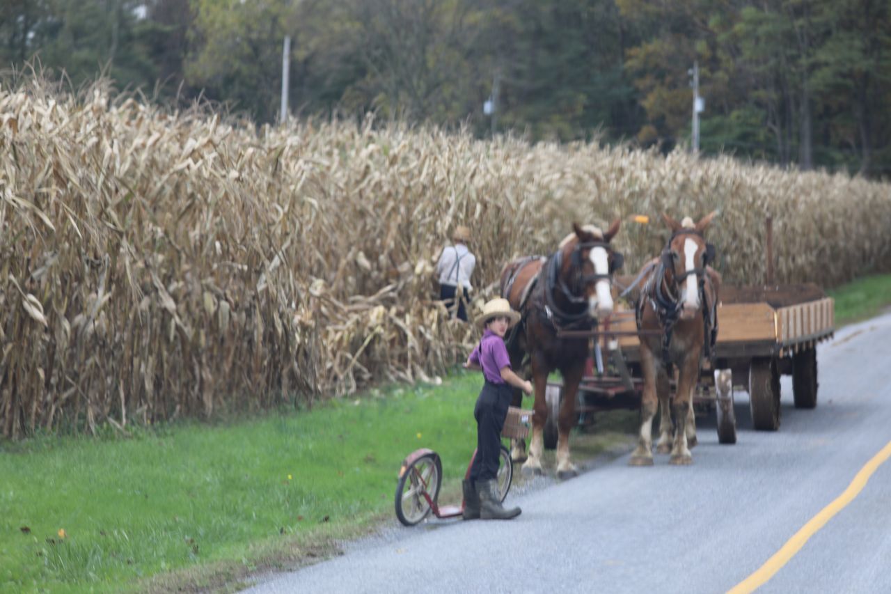 horse, riding, domestic animals, day, transportation, road, mammal, horse cart, outdoors, livestock, men, rural scene, one animal, two people, adult, agriculture, grass, women, full length, adults only, people, nature