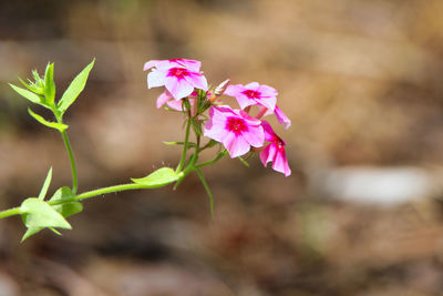 Close-up of pink flowering plant