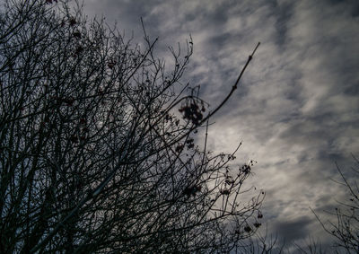 Low angle view of bare tree against sky
