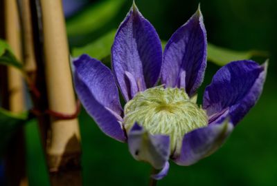 Close-up of purple flower blooming outdoors
