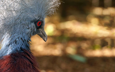 Close-up of bird