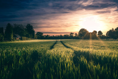 Scenic view of field at sunset