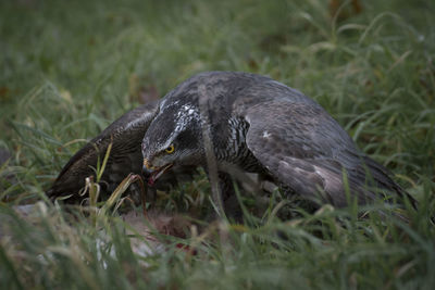 Close-up of a bird on field