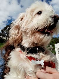 Close-up of dog against sky