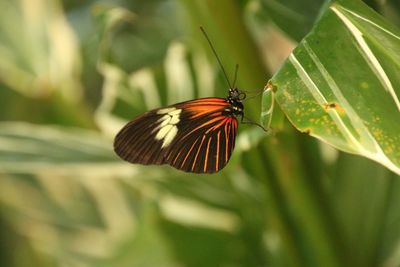 Close-up of butterfly perching on plant