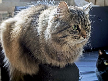 Siberian cat sits on the couch and looks away