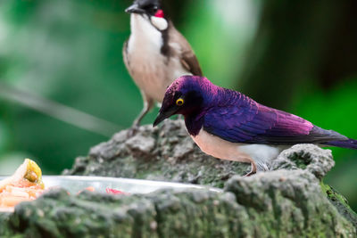 Close-up of bird perching on a tree