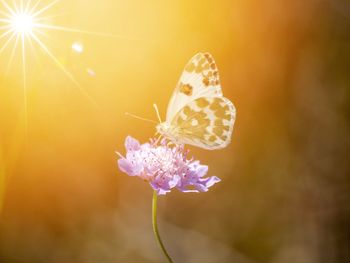 Close-up of butterfly on purple flower