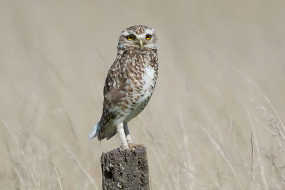 Close-up of owl perching on wooden post