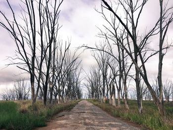 Bare trees against sky