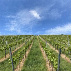 Scenic view of vineyard against sky