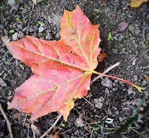 Close-up of maple leaves