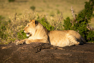 Side view of cat relaxing on land