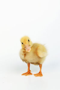 Close-up of a bird over white background