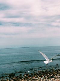 Seagull flying over sea against sky