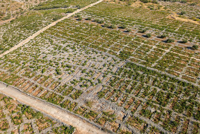 Vineyards with dry walls near primosten, adriatic sea, croatia