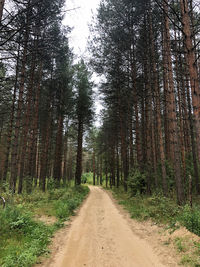 Dirt road along trees in forest