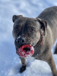 Close-up portrait of a amstaff dog
