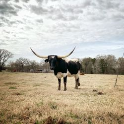 Horse standing in a field