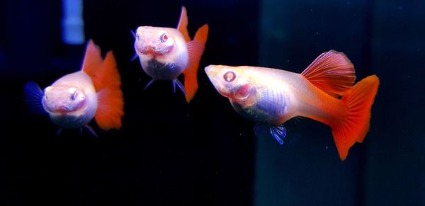 Fish swimming in sea