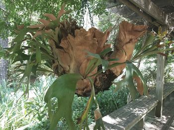 Plants growing on tree trunk