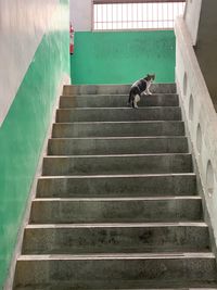 Low angle view of cat on staircase