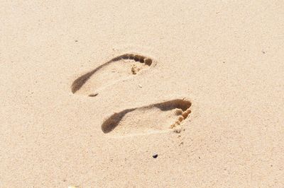 Shadow of bird on sand