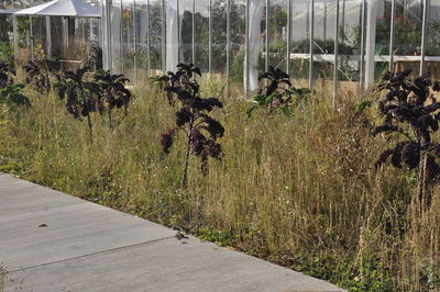 View of plants on field