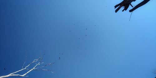 Low angle view of birds flying in sky