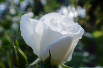 Close-up of white flowering plant
