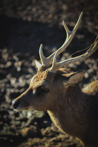 Close-up of deer on field