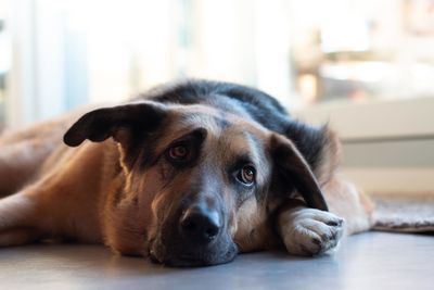 Close-up portrait of dog resting on floor at home