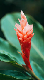 Close-up of red rose flower