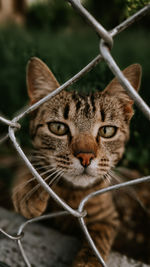 Close-up portrait of a cat