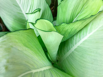 Full frame shot of leaves