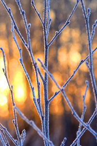 Close-up of plants during winter