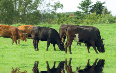 Cows grazing on field